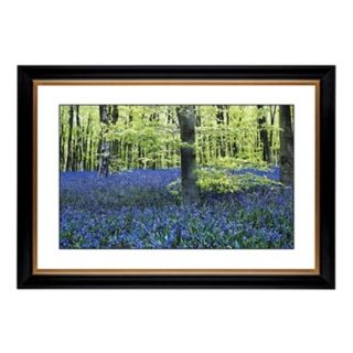 Blue Poppies Giclee 41 3/8" Wide Wall Art   #54534 80384