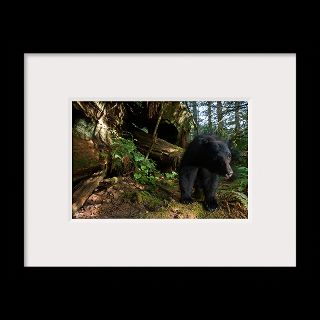 National Geographic Art Store  2012_01_10 045  Black Bear