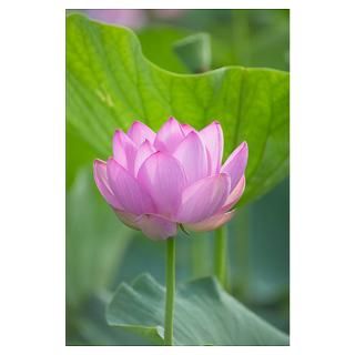 Lotus Flower Posters & Prints