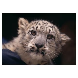 Snow Leopard Cub Posters & Prints
