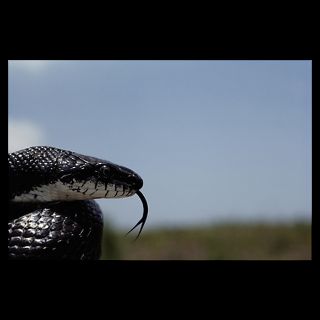 National Geographic Art Store  2011_12_13_3  Black king snake