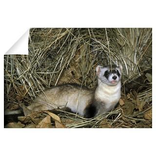 Wall Art  Wall Decals  Black footed ferret at Omaha