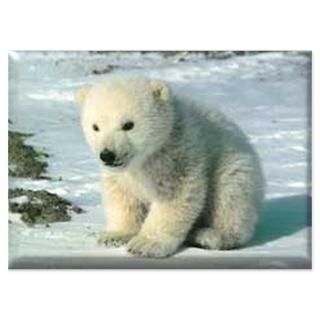 polar bear 4 5 x 6 25 flat cards $ 1 45
