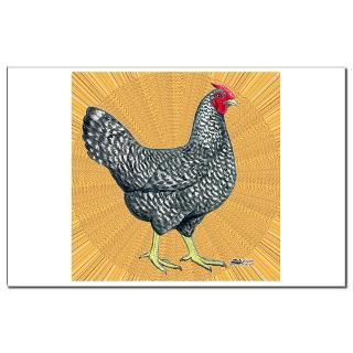 Dominique Chicken Hen : Diane Jacky On Line Catalog