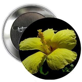 Hawaiis State Flower   Yellow Hibiscus : A Friend in the Islands
