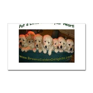 Browns Golden Delights : Golden Retriever Dog Breeder: puppy photo on