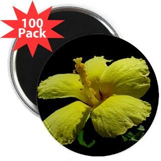Hawaiis State Flower   Yellow Hibiscus : A Friend in the Islands