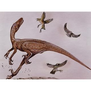 Dromaeosaurus : Pet Drawings