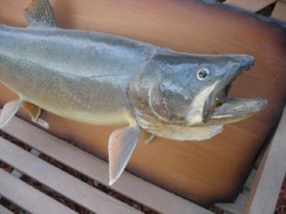 Vintage Beautiful 40 King Salmon Canadian Mount 29lb. Fish Taxidermy