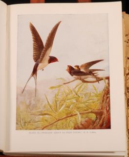 1950 Natural History British Birds Kirkman Jourdain