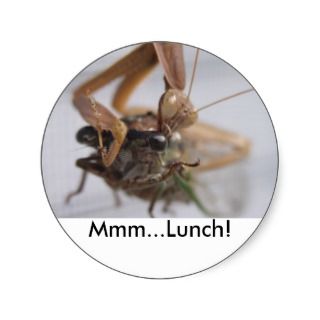 Praying Mantis MmmLunch Round Sticker