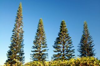 Norfolk Island Pine Araucaria Heterophylla Seeds