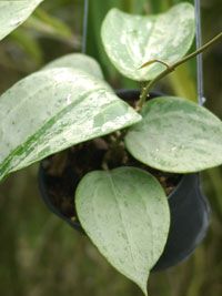 inches Plants of Splash Hoya  Macrophylla