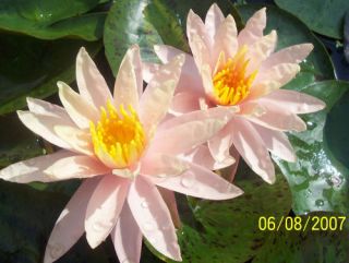 Water Lily is best shipped dormant. All lilies will be dormant until