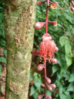 calyptrocalyx RARE Fruit Tree Papua New Guinea LIVE Collector Plant