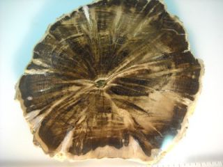 Loveland Polished Woodworthia Petrified Wood Great Quality