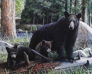 New Discoveries Print Kevin Daniel Black Bear Cubs Art