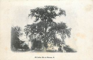 Oh Maumee Old Indian Elm Tree Toledo Blade Souvenir K16813