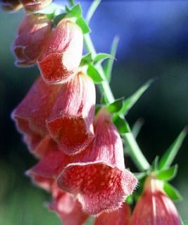 Strawberry Foxglove 8 Plants Digitalis Mertonensis