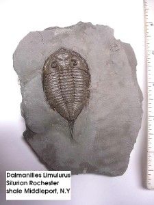 Limulurus Trilobite; Silurian; Rochester Shale Middleport, New York