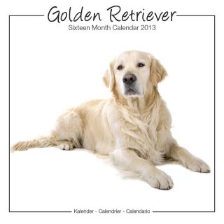 Golden Retriever XXL Golden Retriever XXL Kalender 2013