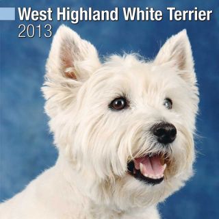Kalender 2013 Westie   West Highland White Terrier