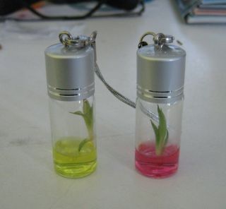 Real Growable Bamboo Plant In a Bottle Keychain