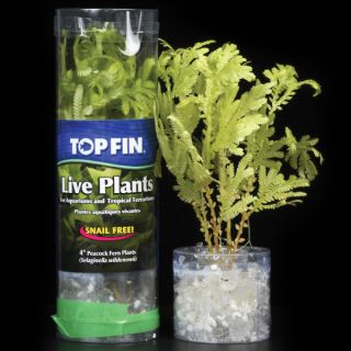 Top Fin Peacock Fern   Decorations   Fish
