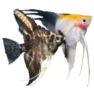 Angelfish   Tropical Semi Aggressive   Fish
