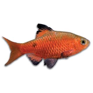 Semi Aggressive Freshwater Fish   Tropical Fish With Flair