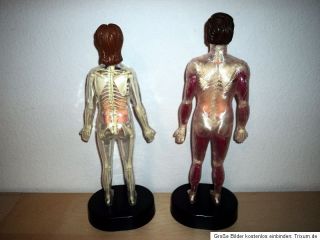 Anatomie Modelle   Skelett Von Di Agustini 40 cm gross
