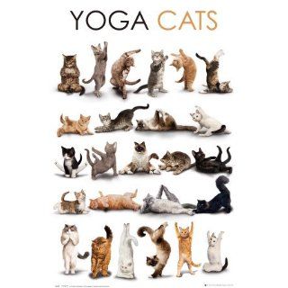 Poster Yoga cats   Größe 61 x 91, 5 cm   Maxiposter 