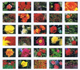 Postkartenbuch, Rosen, Roses, 30 Postkarten Blumen Blüten, ideal als