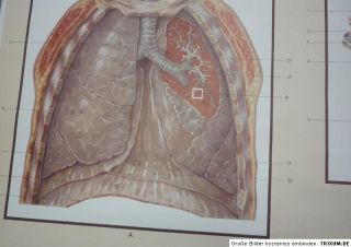 Lehrmittel Schautafel Rollbild Die Atmungsorgane wall chart breathing