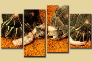 Schildkröte Liebe Kuss Sand Natur Bilder auf Leinwand