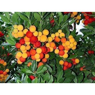 Korsischer Erdbeer Baum   vitaminreiche leckere Früchte 