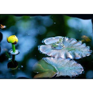 Fototapete Frosch auf Seerosenblatt, gelbe Seerose, Wasser, Bildtapete