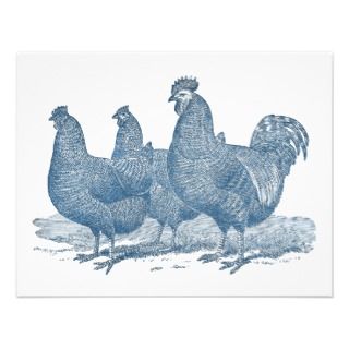 Plymouth Rock Chickens Antique Blue Rooster Hens Invites