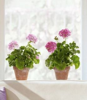 Fenstersticker Rosa Geranien Fensterbild Blumen