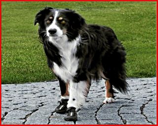 Trixie Walker Active Hunde Pfotenschuhe Schutzstiefel Hundeschuhe gr