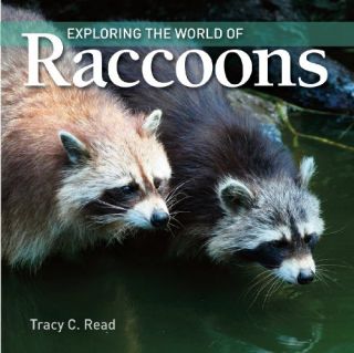 Exploring the World of Raccoons Tracy C. Read Firefly Books Juvenile