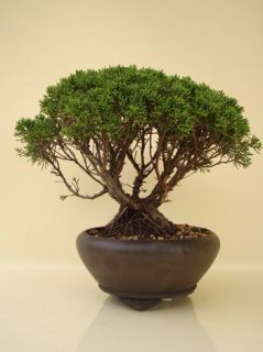 Bonsai Wacholder juniperus chinensis, 32 cm