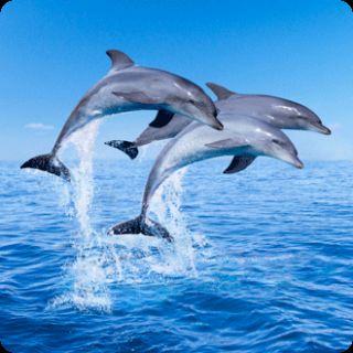 3D Magnet Tümmler, Tiere, Delfine