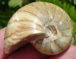 This is Super Polished Nautiloid or Nautilus With Calcite Replacement