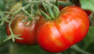 Historische Tomate   Merveille de Marchés   #774