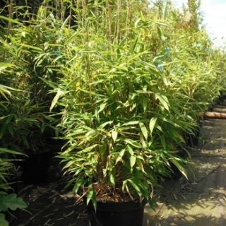 Bambuspflanzen (Fargesia murielae Jumbo) winterhart, Bambus im Topf
