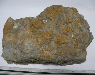 Fossile / Versteinerte Korallen Anschliff aus Winterberg Bad Grund