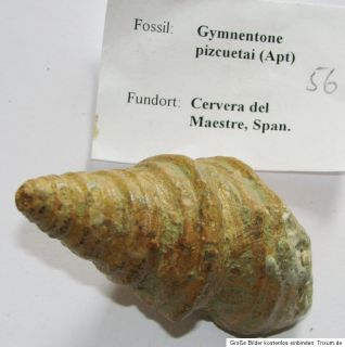 DIE GELEGENHEIT Fossilien Sammlung 77 Teile viele Raritäten Malm
