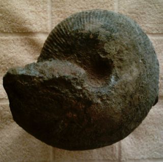 53 Ammonites macrocephalus