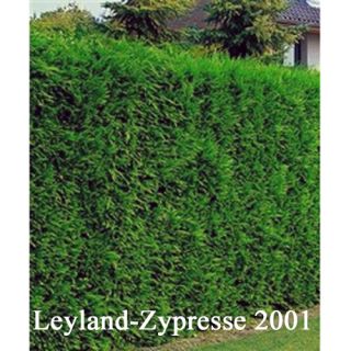 Cupressocyparis leylandii 2001 Ballenpflanzen 20 Stück 140/150cm hoch
